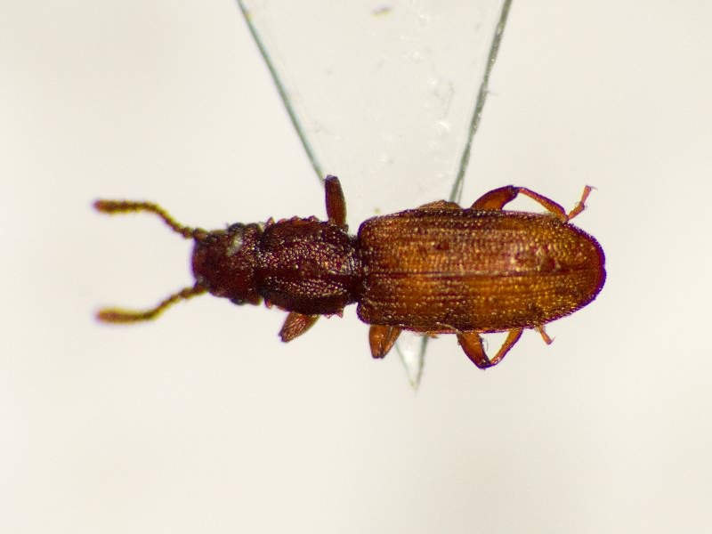 Oryzaephilus surinamensis (Linnaeus, 1758)